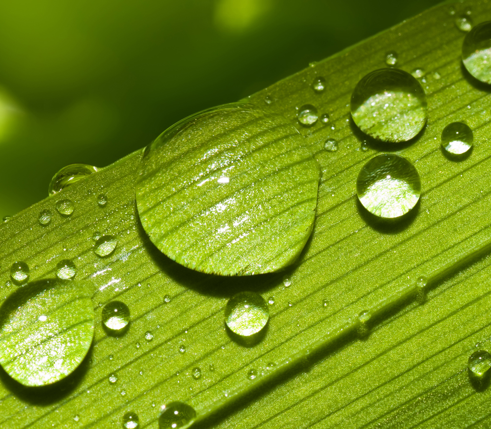 Corporate sustainability